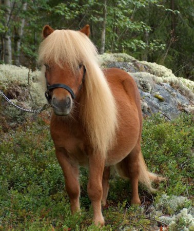 Supreme vi har mååånga fler hästar